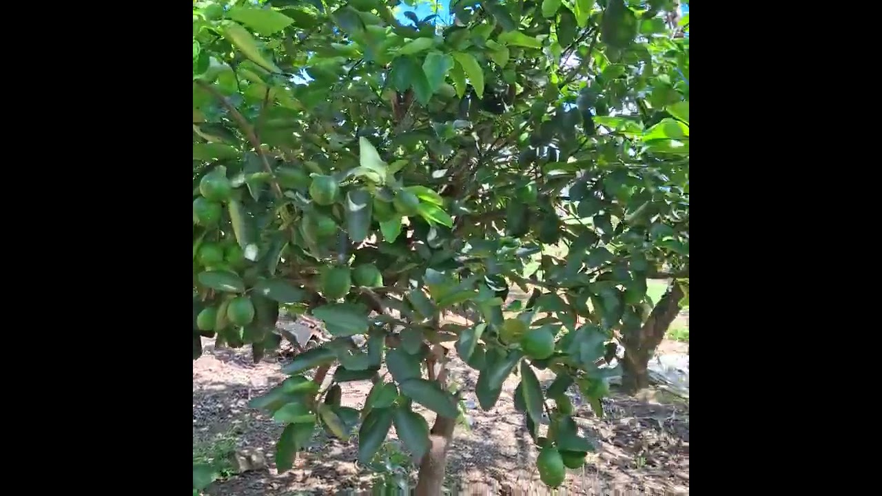 Coisas  da roça 