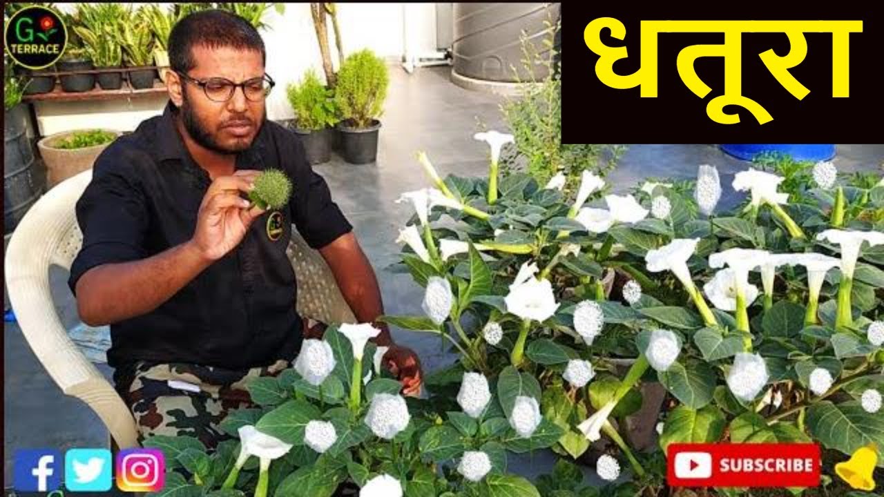 धतूरा बीज से उगाये | धतूरा के सुंदर फूल | Benefits & Medicinal value Of Dhatura |