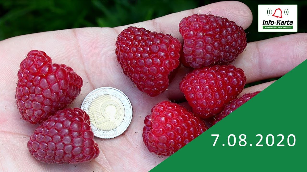 Zabiegi ochrony i nawożenia  w uprawach maliny letniej i jesiennej - komunikat jagodowy Agrosimex