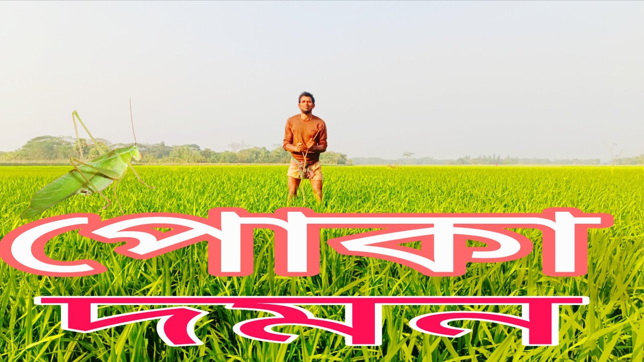 How to control insects eating rice naturally.