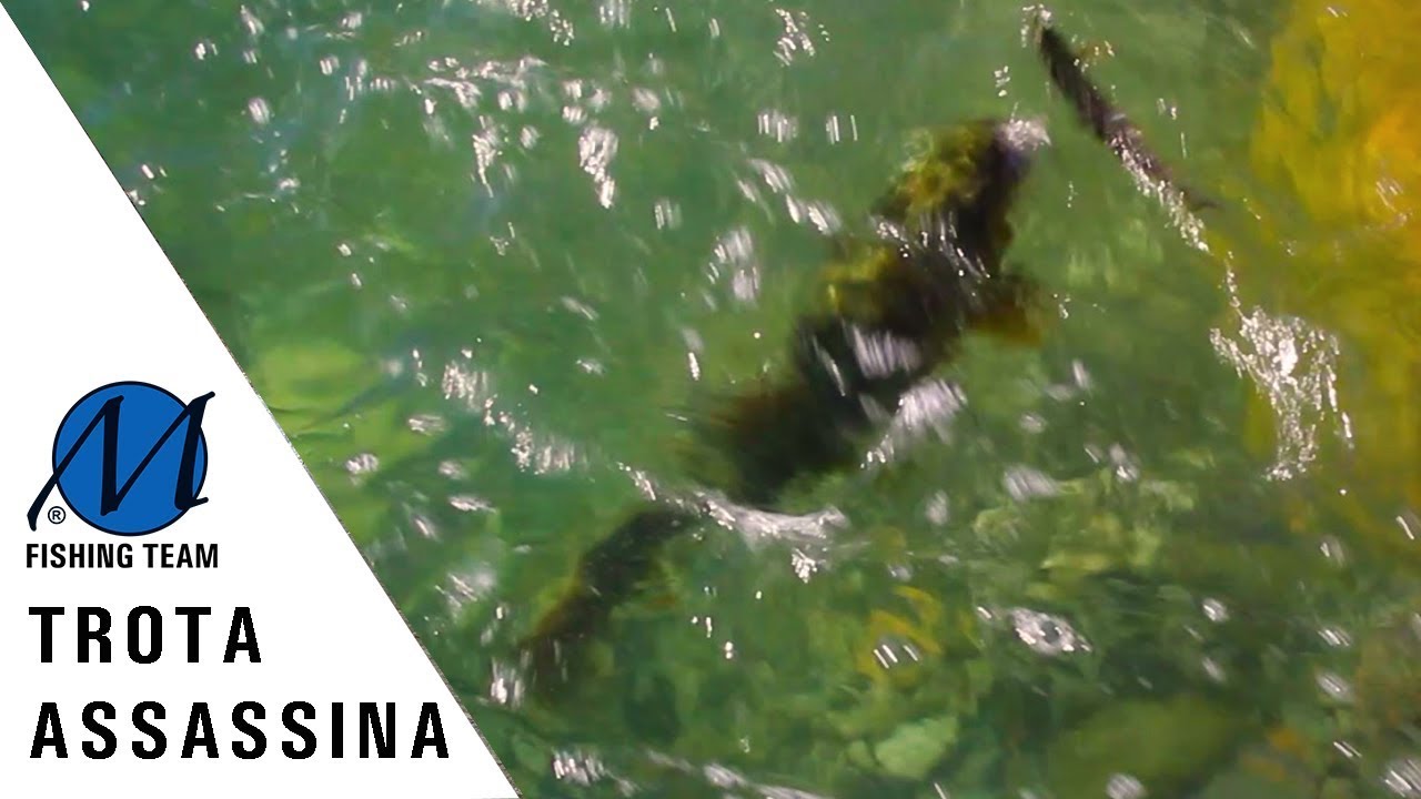 La trota assassina | la vera storia che sta diventando virale