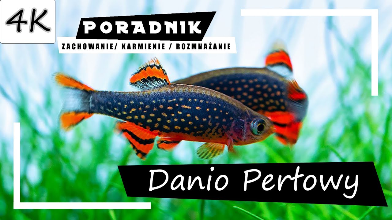 Разбора галактики - полное руководство [4K]