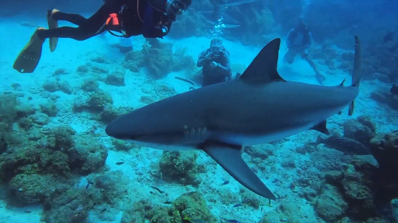 ROATAN SHARK DIVE   2023
