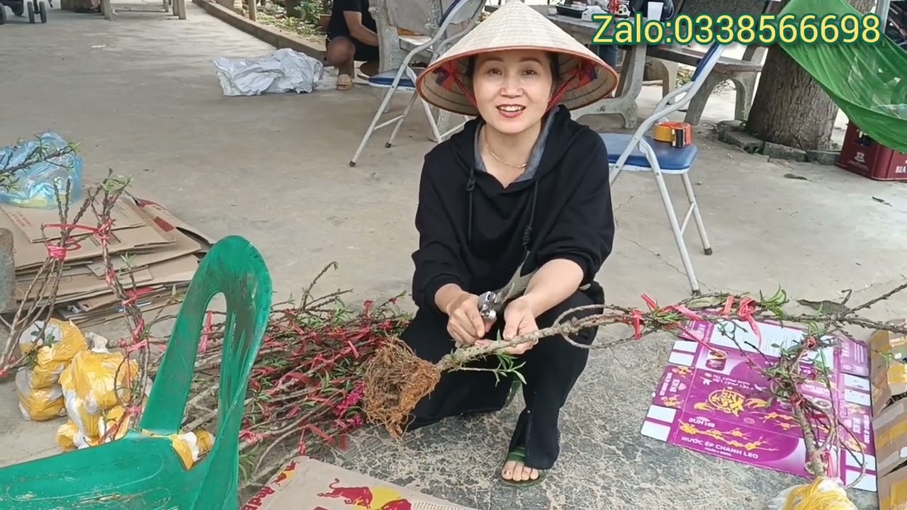 Làm cách nào để nhận biết được cây đào thất thốn hạt giống chuẩn