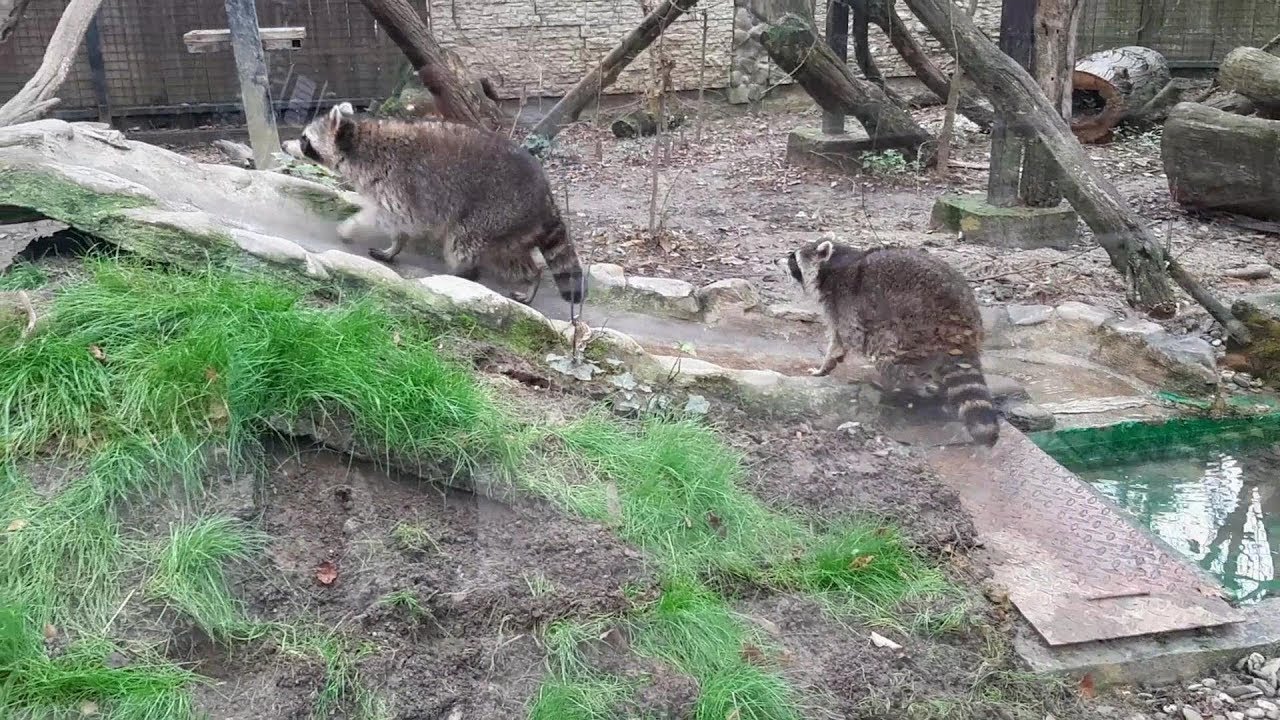 #39 ZOO ROMANIA 2019   -   RATONI