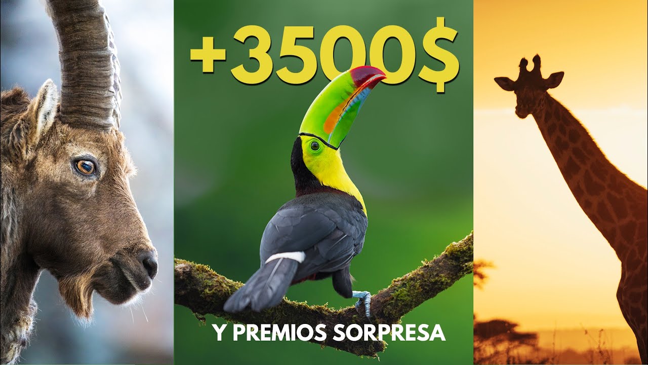 Elegimos en directo a los ganadores del concurso de fotograf&iacute;a de fauna