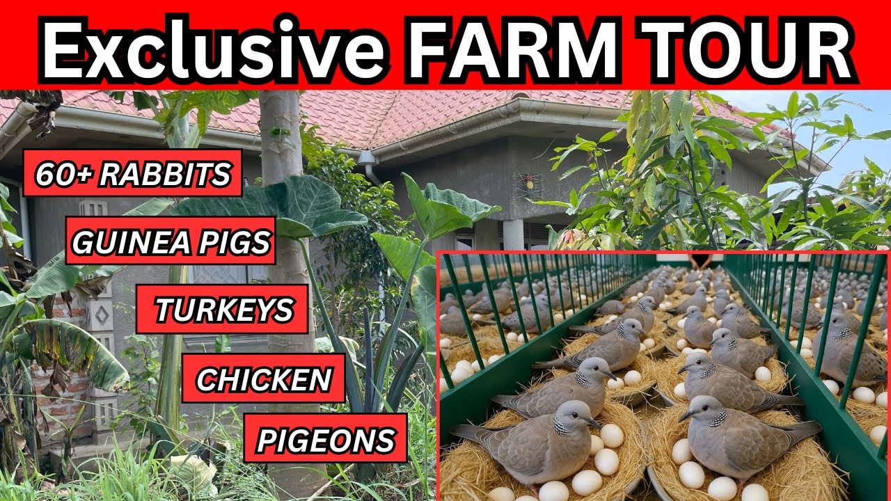 Farm Tour : Meet My 233 Adorable Animals (Rabbits, Guinea Pigs, Pigeons, Turkeys ,Geese)