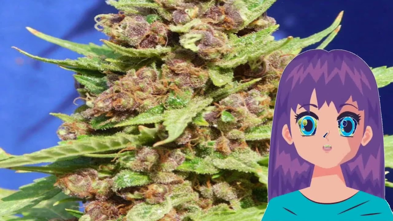 Purple Punch Cookies &ndash; Original Sensible