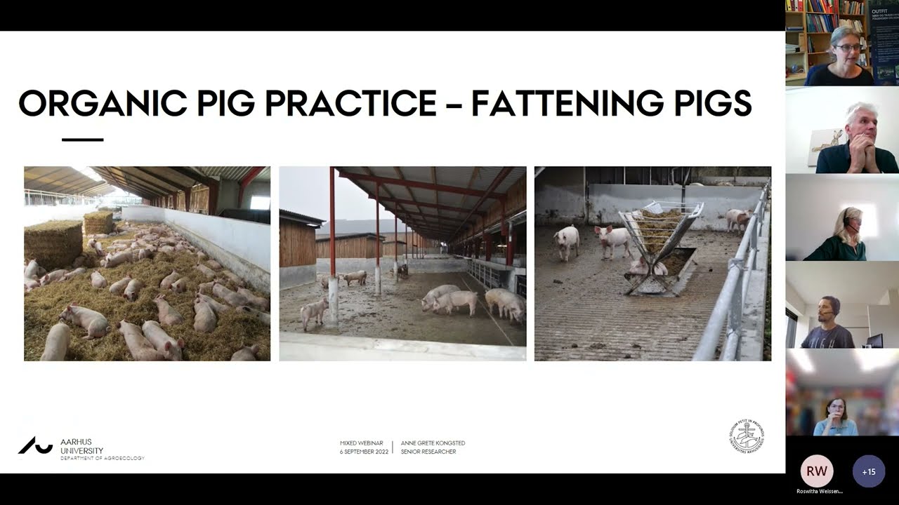 Animal welfare, environmental and climate impact of organic pig-willow silvopastoral