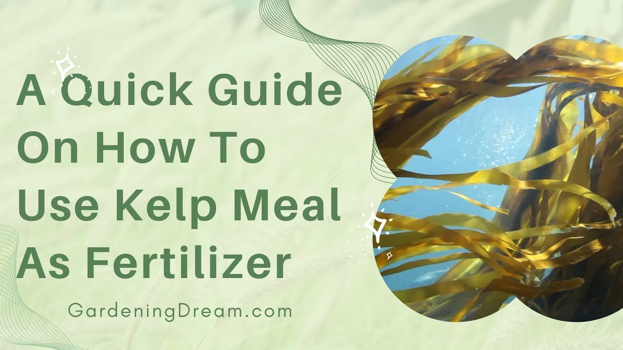 A Quick Guide On How To Use Kelp Meal As Fertilizer
