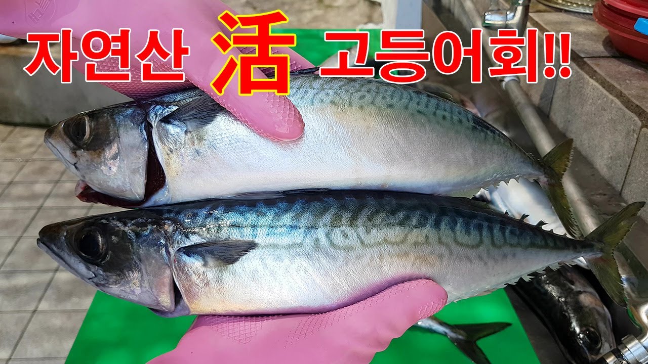 자연산 활 고등어회를 즐겨보자~