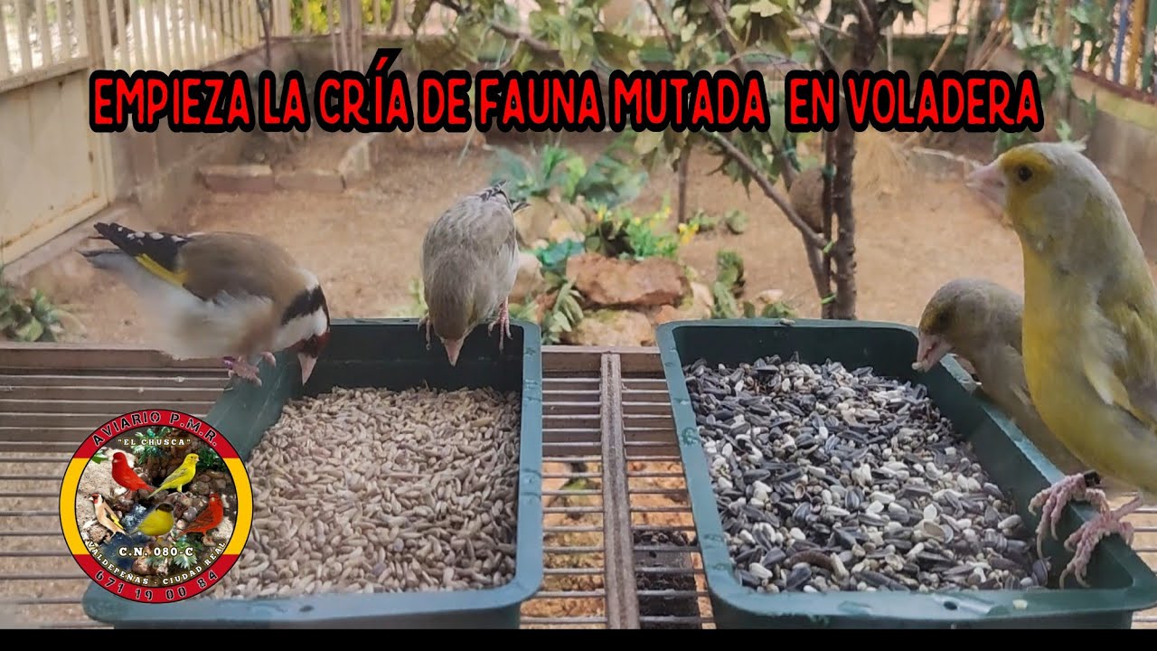 Comienza la cría de fauna mutada en la voladera . Aviario PMR