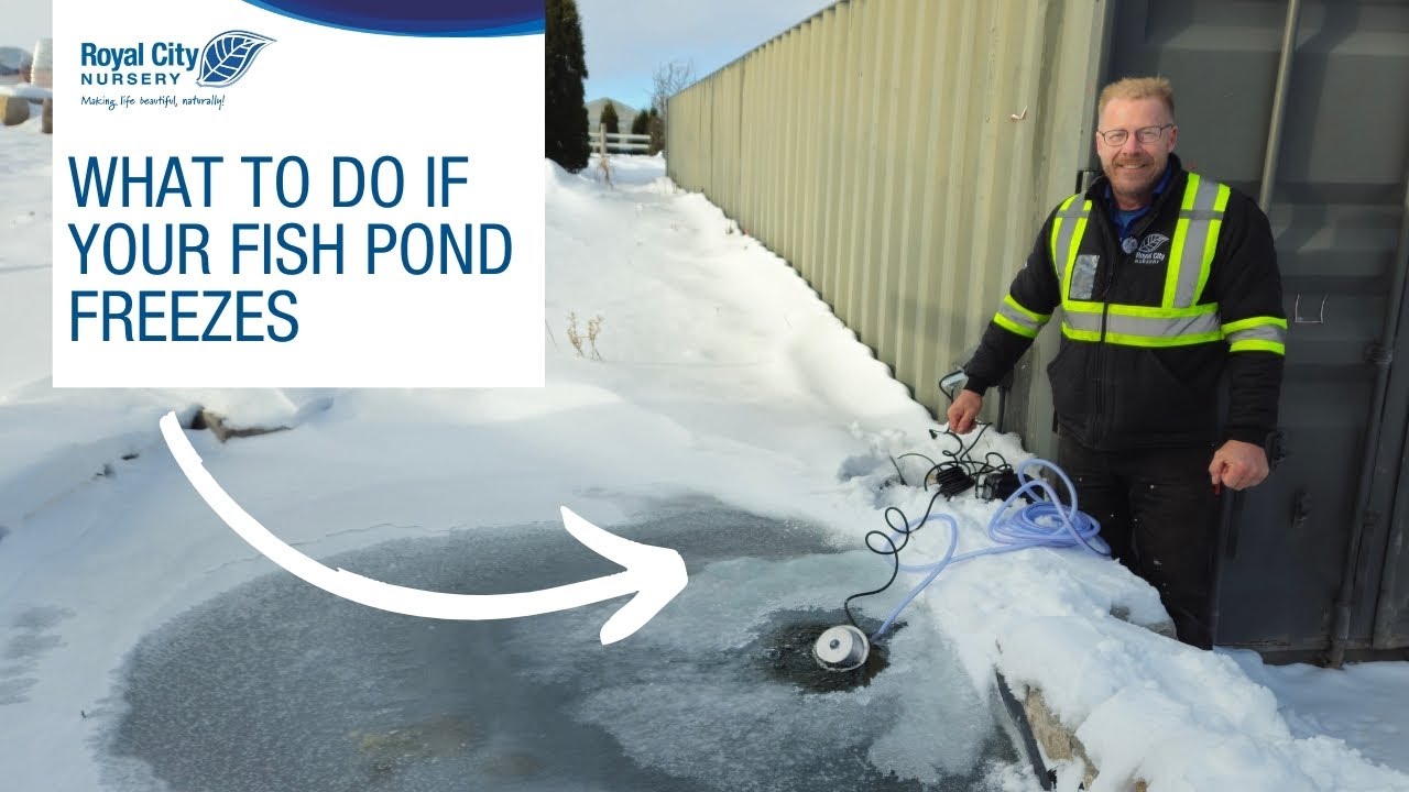 What To Do if Your Fish Pond Freezes Over: How to Fix Without Hurting Your Fish