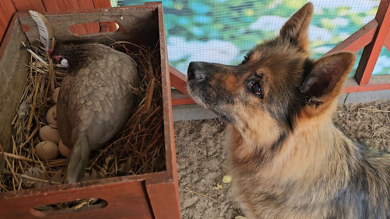 KURY KRZYCZĄ NA NAS I NIE CHCĄ ODDAĆ JAJEK - Małe kaczki szukają kałuży 