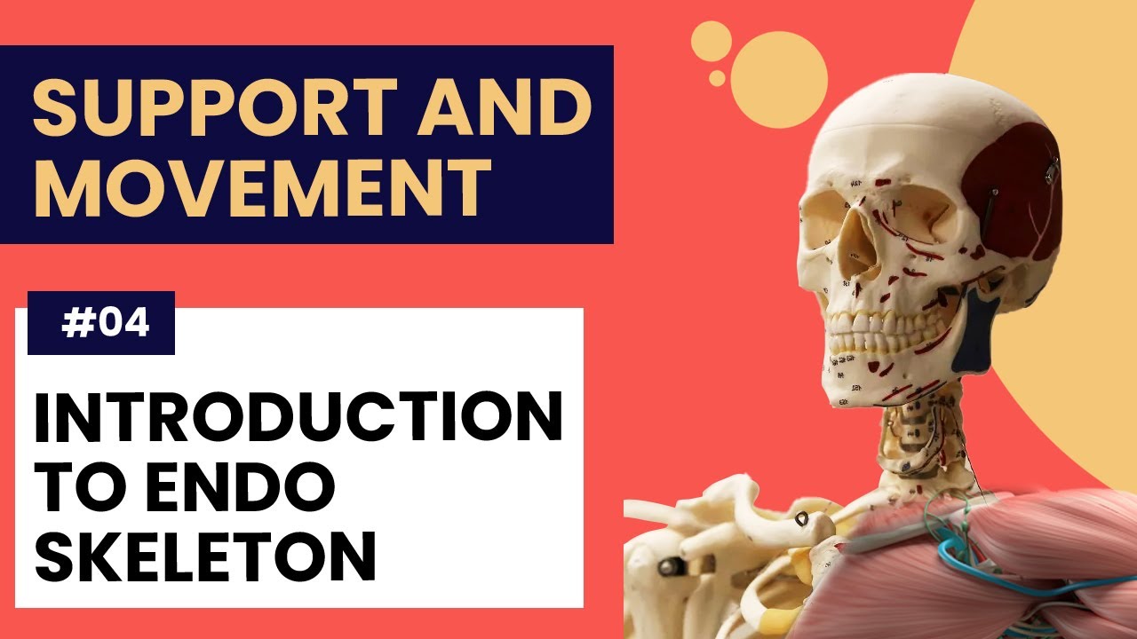 Introduction to Endo Skeleton