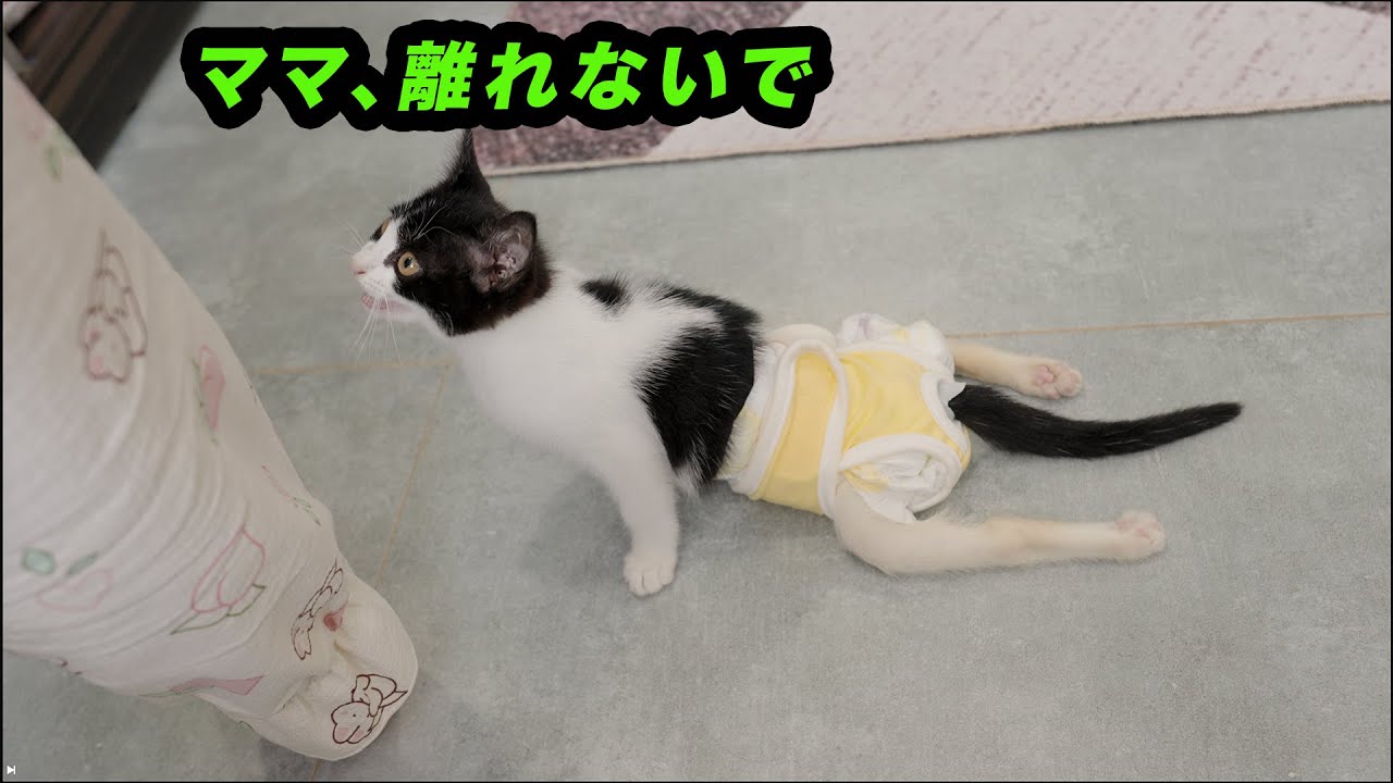 恩人のママから1秒でも離れたくなくて必死に追いかける、後ろ足が不自由な子猫が可愛すぎた
