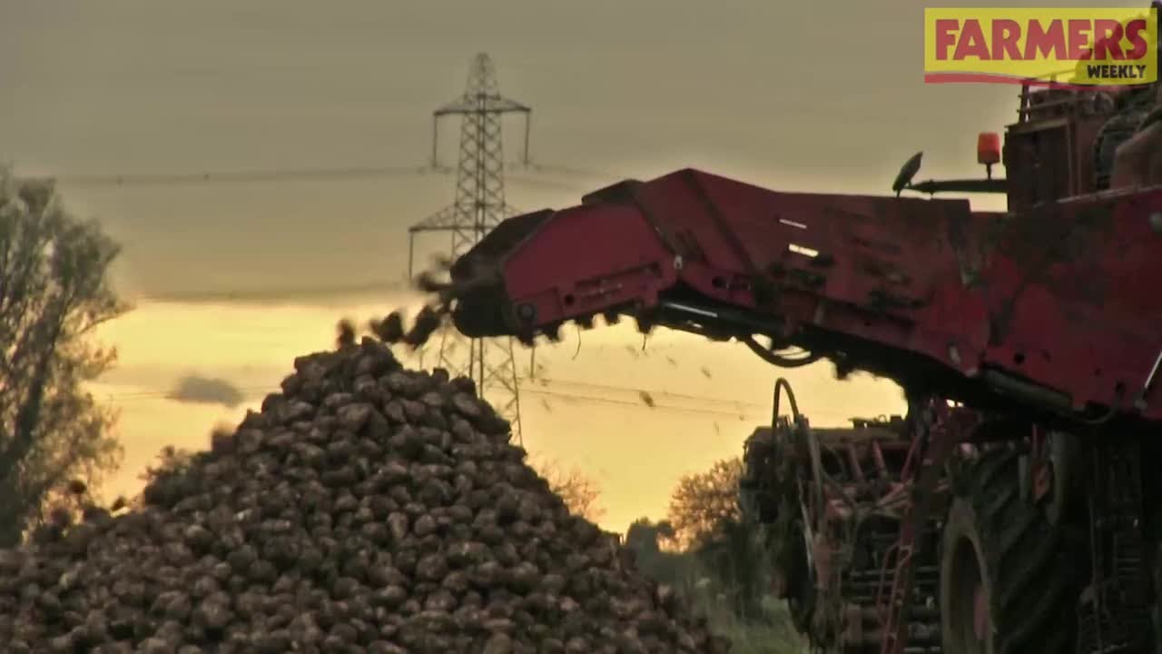 Huge sugar beet harvest expected in Lincolnshire