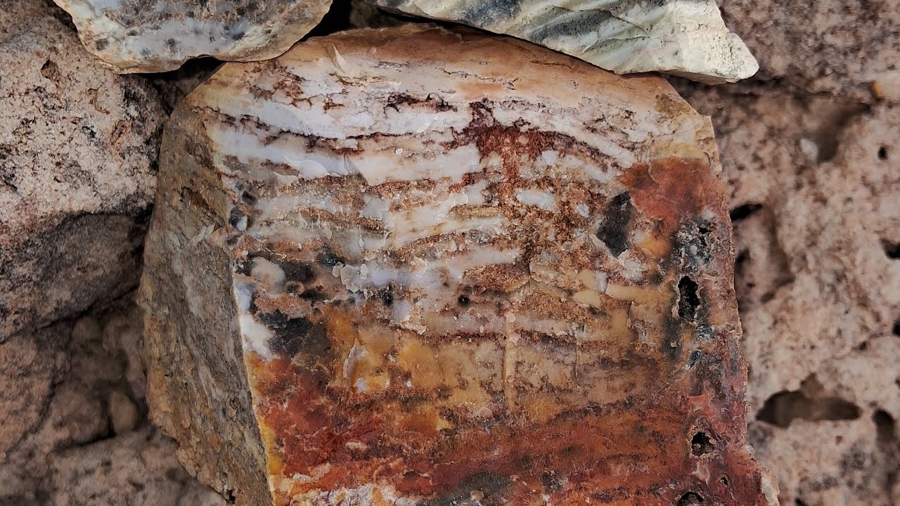 MADEIRA PETRIFICADA 