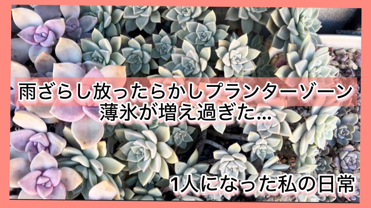 [多肉植物]雨ざらし放ったらかしプランターゾーン…薄氷が増え過ぎた^_^1人になった私の戯言