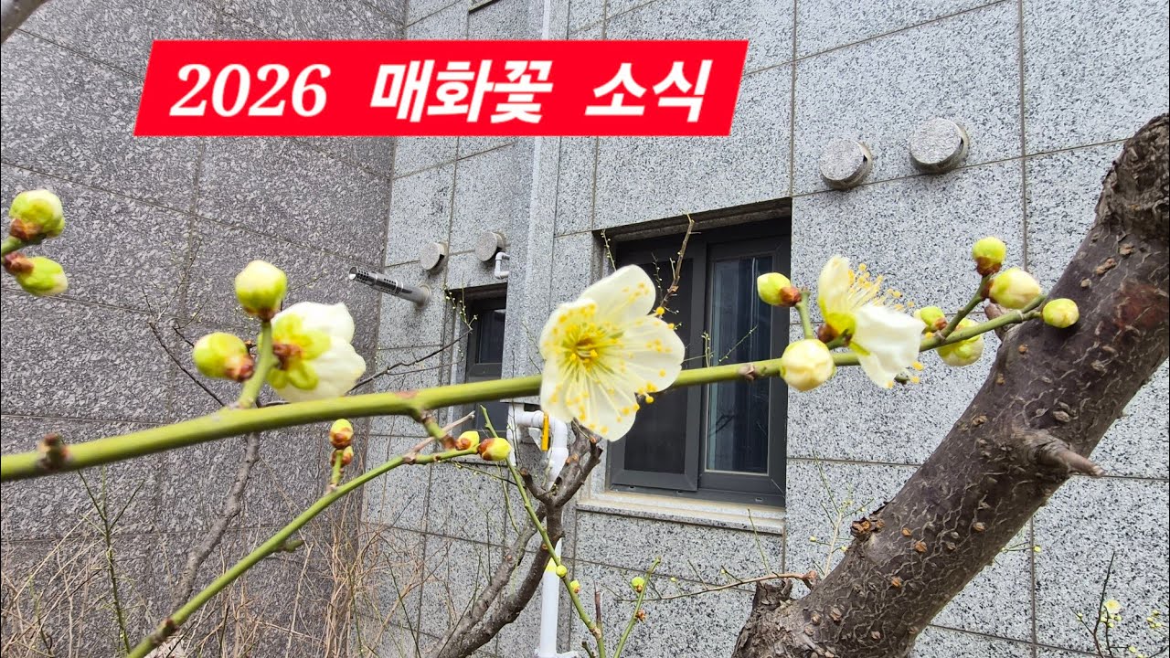 2026  매화 꽃 봄소식...부산 