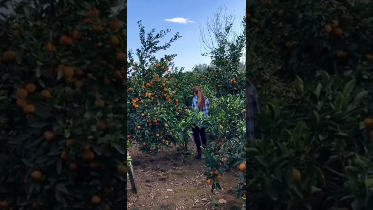 Orange is the happiest color #nature #mandarin