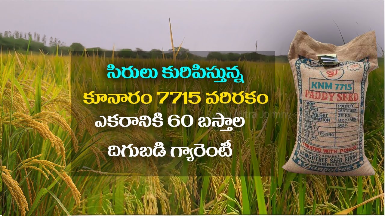 KNM 7715 Paddy Seeds | KNM 7715 Paddy Variety details Telegu