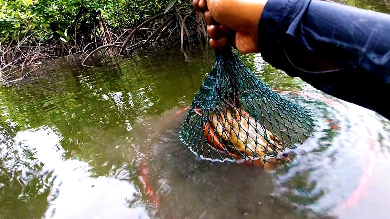 MELIHAT PERANGKAP BUBU KEPITING DI HUTAN MANGROVE