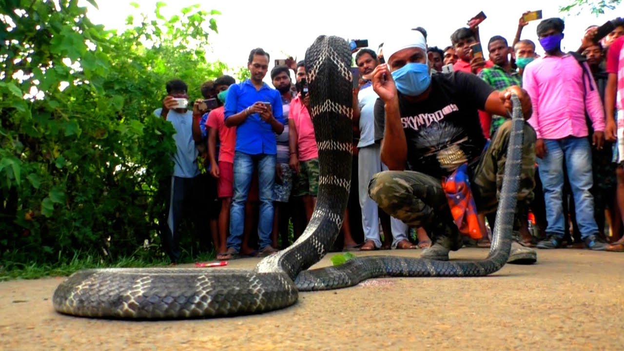 नागराज:दुनिया का सबसे खतरनाक सांप,4 हाथियों की भी ले सकता है जान | World's Deadliest:King Cobra.