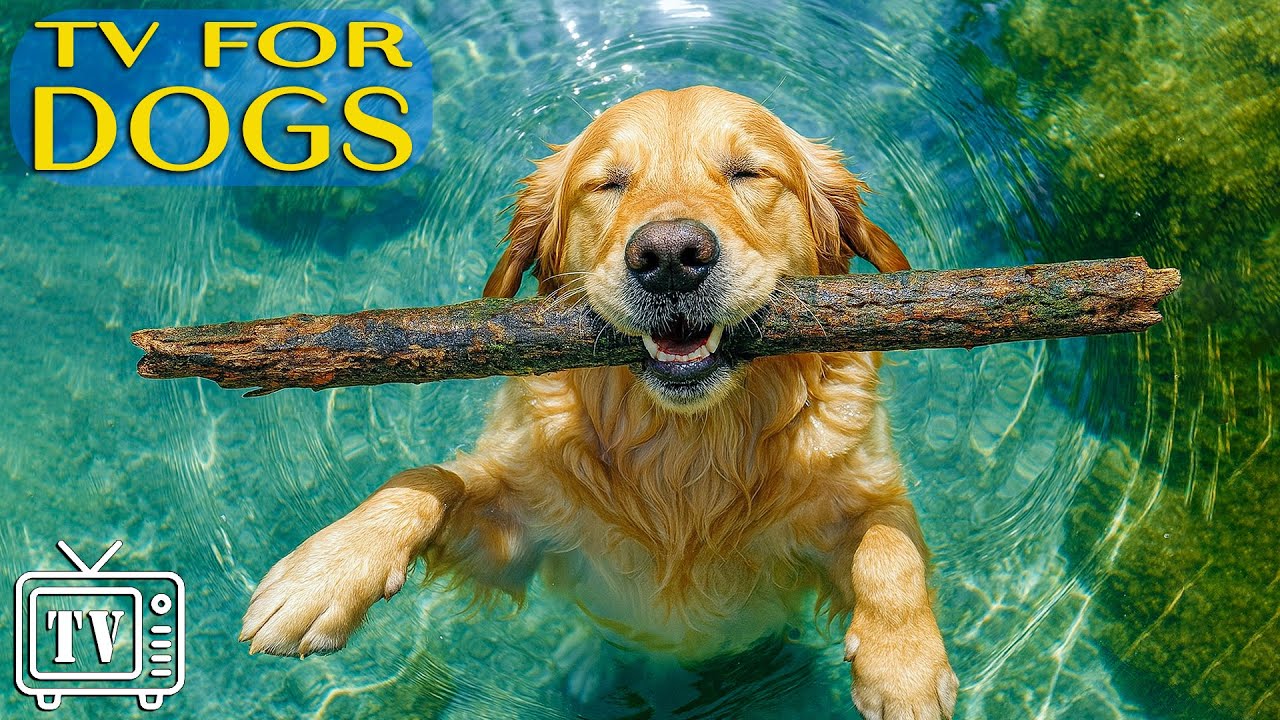 Happy Home Alone Dogs | All-Day Dog TV with Anti-Anxiety Music for Dogs & Relaxing Videos for Dogs