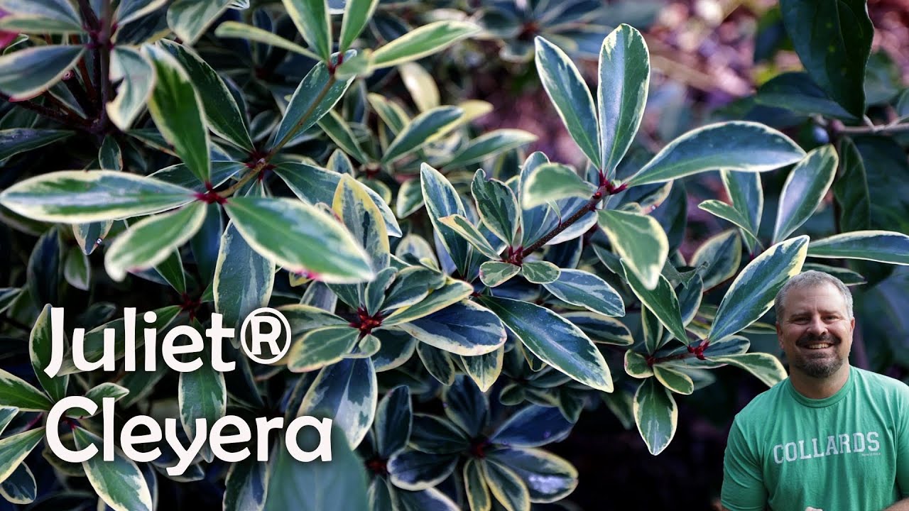 Juliet&reg; Cleyera