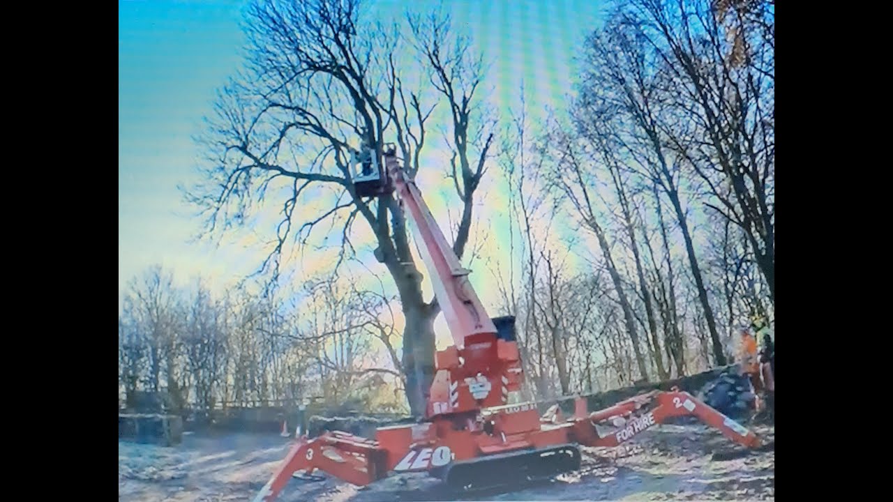 Access platform used to dismantle 325 year old Ash tree, 6' DIAMETER TRUNK!!
