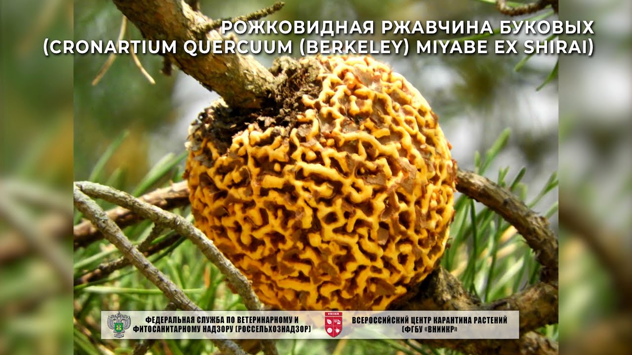 Рожковидная ржавчина буковых (Cronartium quercuum (Berkeley) Miyabe ex Shirai)