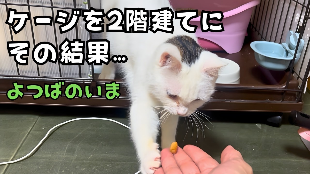 FeLV（猫白血病）陽性の保護猫よつば、ケージを2階建てに。その結果…