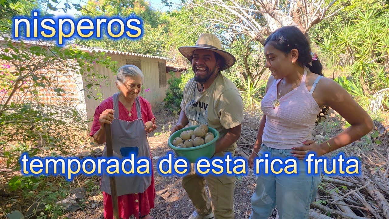 COSECHA DE NISPEROS