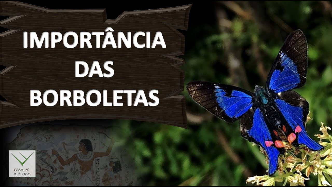 IMPORTÂNCIA DAS BORBOLETAS