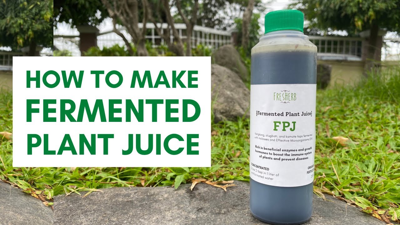 How To Make Fermented Plant Juice | Carlo The Farmer