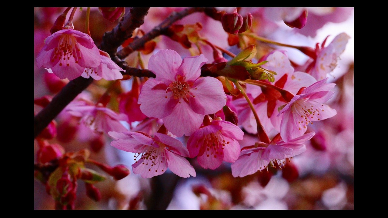 越後高田🌸河津桜.薄寒桜