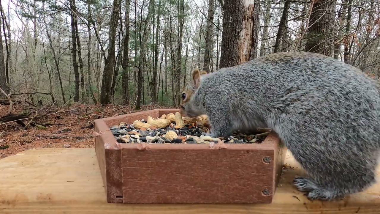 Blue Jays, Squirrels, Titmice, Chickadee, Woodpecker
