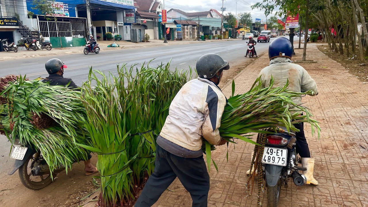 Giá Hoa Lay Ơn Hôm Nay 12/2/2026 Bất Ngờ 25/12 Âm Lịch Tết 2026 