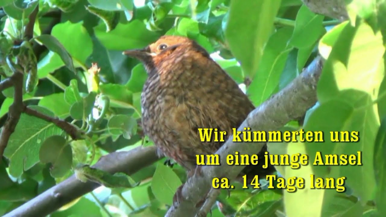Die kleine Amsel, wir helfen einer jungen Amsel zusammen mit den Amseleltern