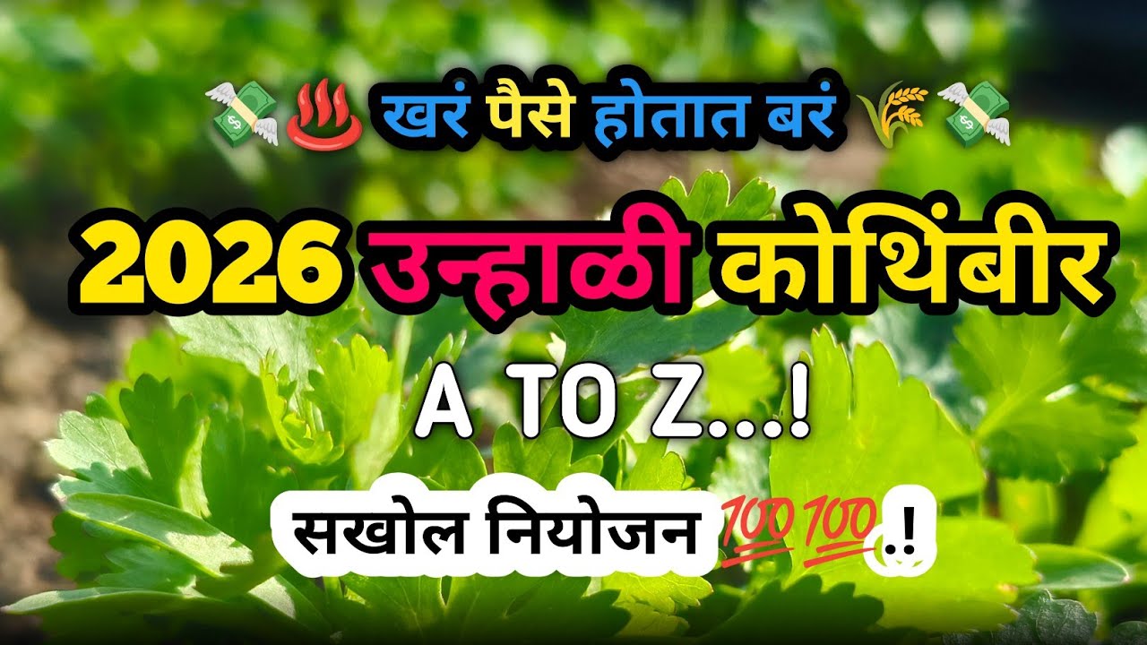  2026..|| 💯 उन्हाळी कोथिंबीर लागवड नियोजन || kothimbir lagwad in marathi || unhali kothimbir 