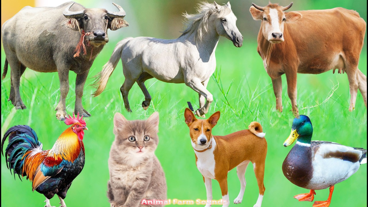 Farm Animal Moments: Duck, Chicken, Cow, Dog, Cat, Elephant, Horse &ndash; Animal  Videos