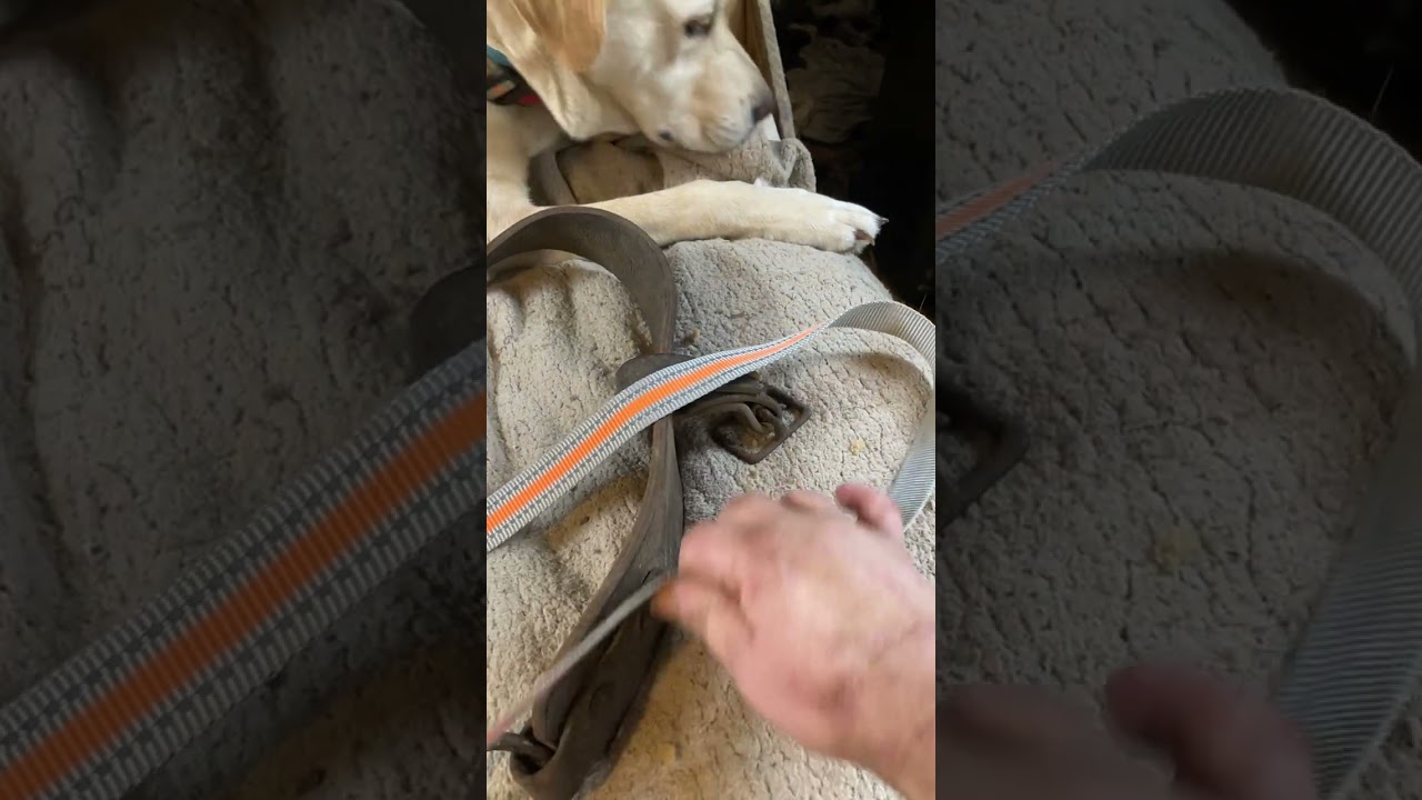 Introduction to my old harness.