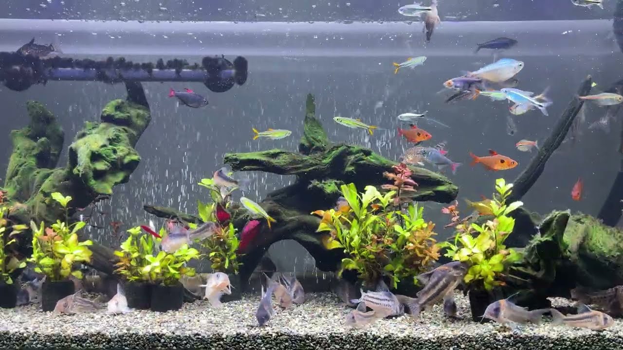 Relaxing Aquarium 1675 / 熱帯魚50種混泳水槽 アクアリウム 4K