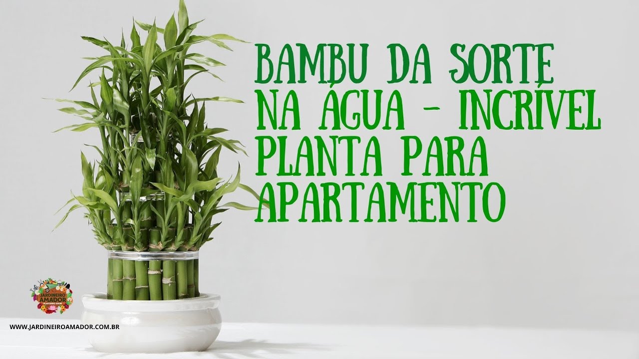 Incrível: bambu da sorte na água. Plantas para apartamento