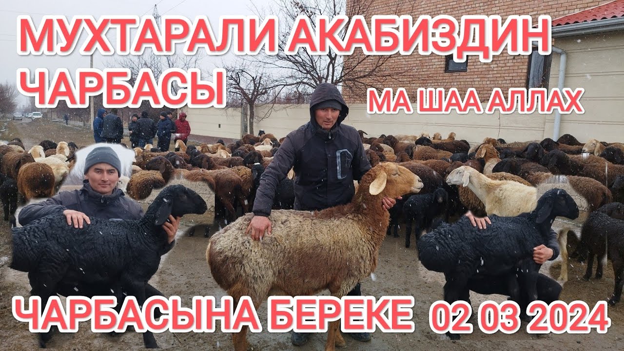 МУХТАРАЛИ АКАНИН 🙋🏻 ЧАРБАСЫ МА ШАА АЛЛАХ КӨЗ ТИЙБЕСИН 👏🏻
