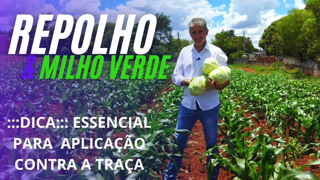 Qual o melhor Tratamento do Repolho para Ter Qualidade?
