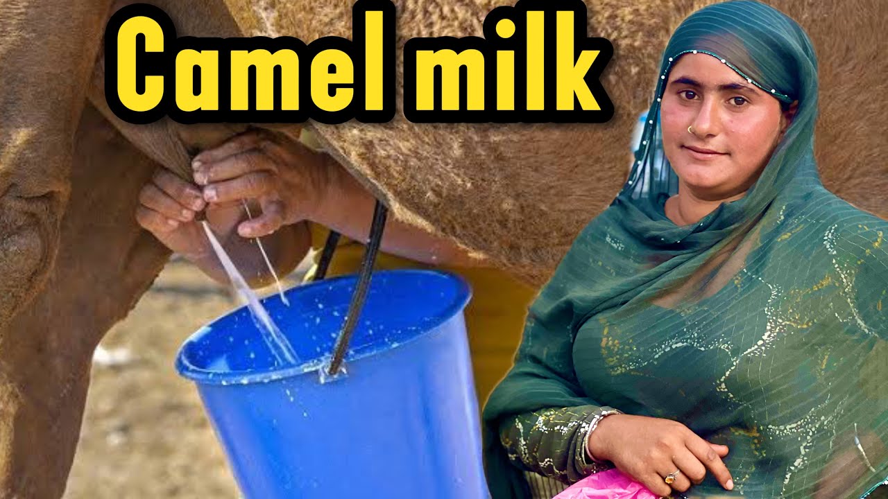 Young & Beautiful ladies selling camel milk | pakistan chowk | camel milk | camel milk benefits