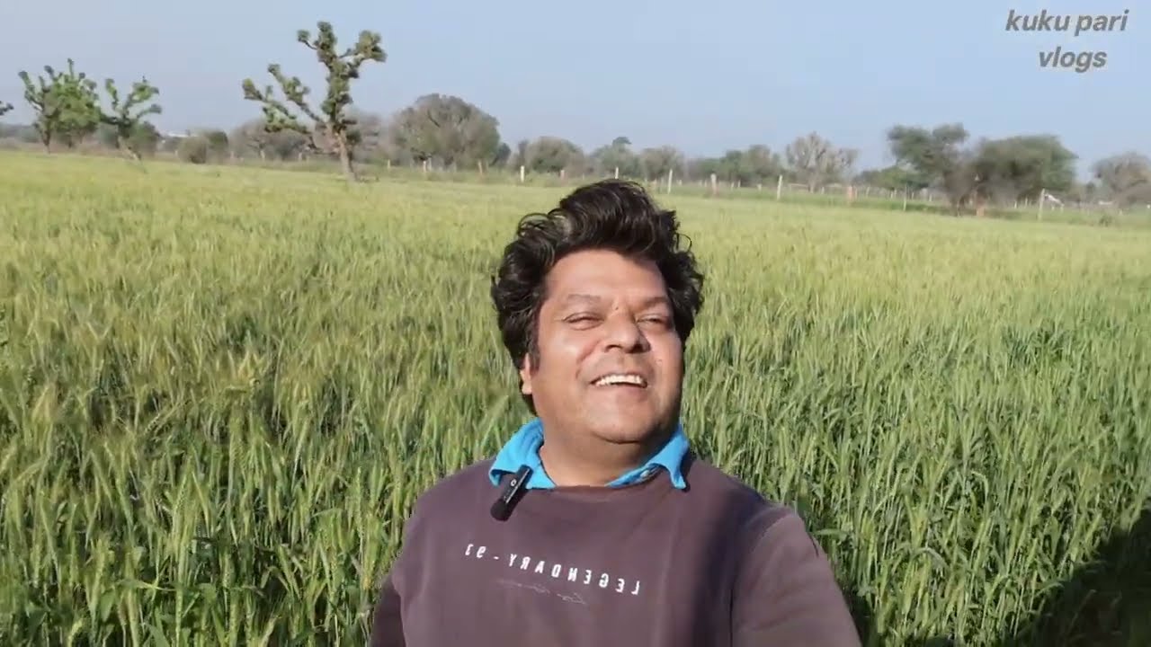 गेहूं का नया खेत नई वैरायटी सुबह का नज़ारा camera में बहुत सुंदर लग रहा है| morning vlog