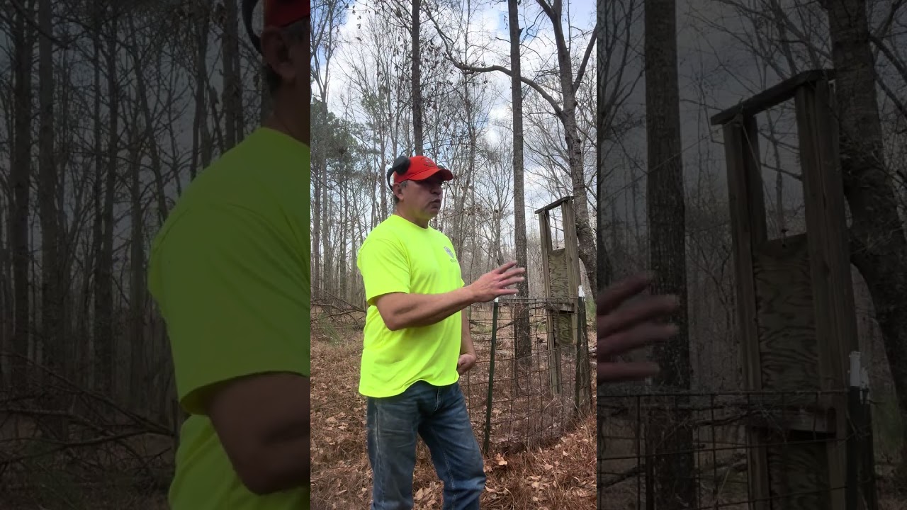 Pressure sensitivity and pig trapping #inhisnameoutdoors  #wildlifemanagement  #feralhogs 